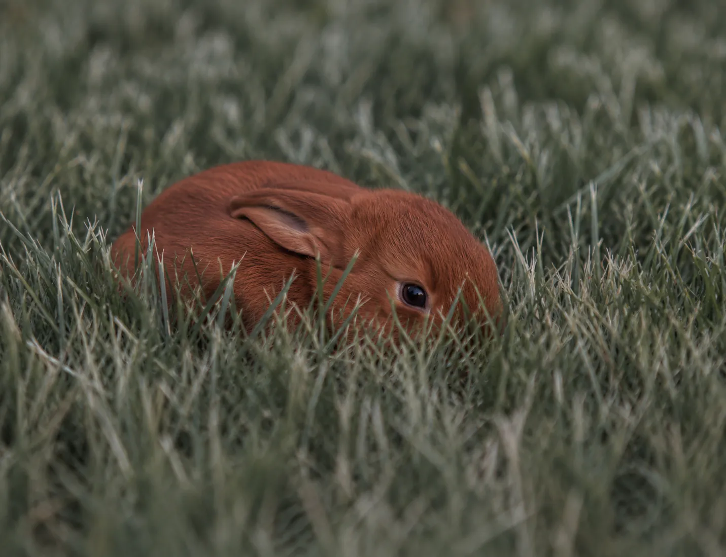A young hare lying completely still and low in grass — tonic immobility, the freeze response in animals
